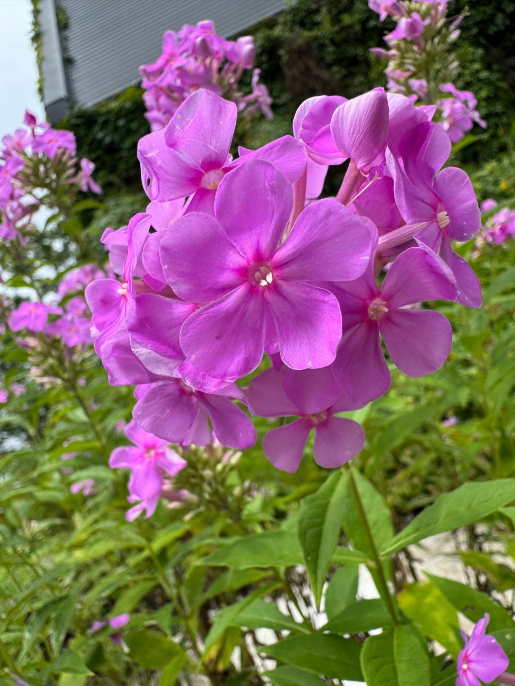 動植物